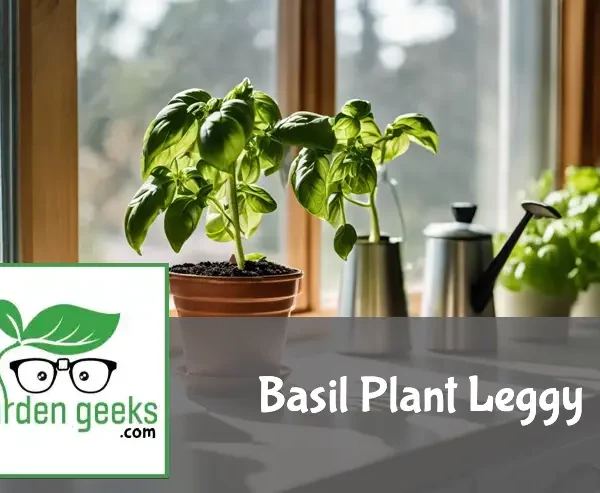 Leggy basil plant on a countertop with shears, fertilizer, and a watering can, near a window for sunlight.
