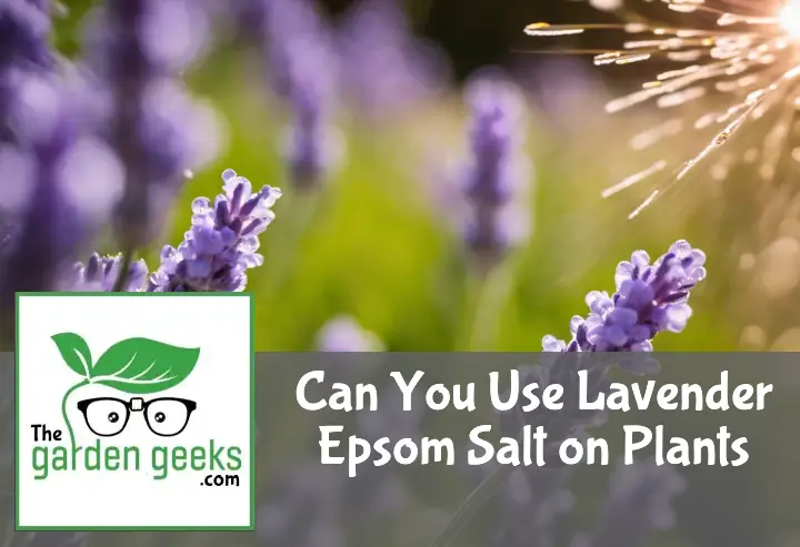 Handful of lavender-scented Epsom salt being sprinkled around a flowering lavender plant, with a blurred garden background.