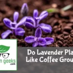 A vibrant lavender plant with purple flowers surrounded by coffee grounds on the soil, in natural light.