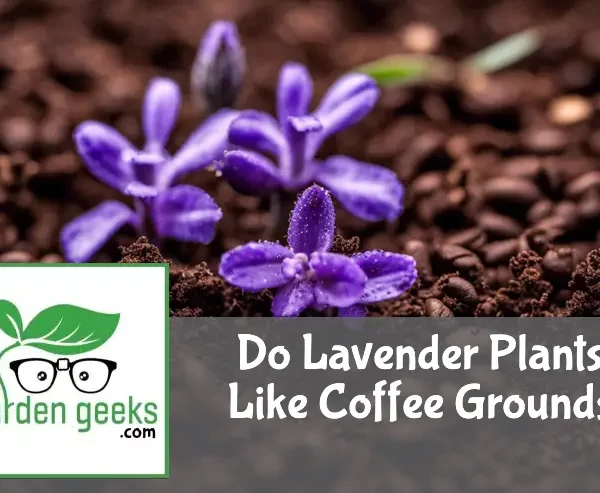 A vibrant lavender plant with purple flowers surrounded by coffee grounds on the soil, in natural light.