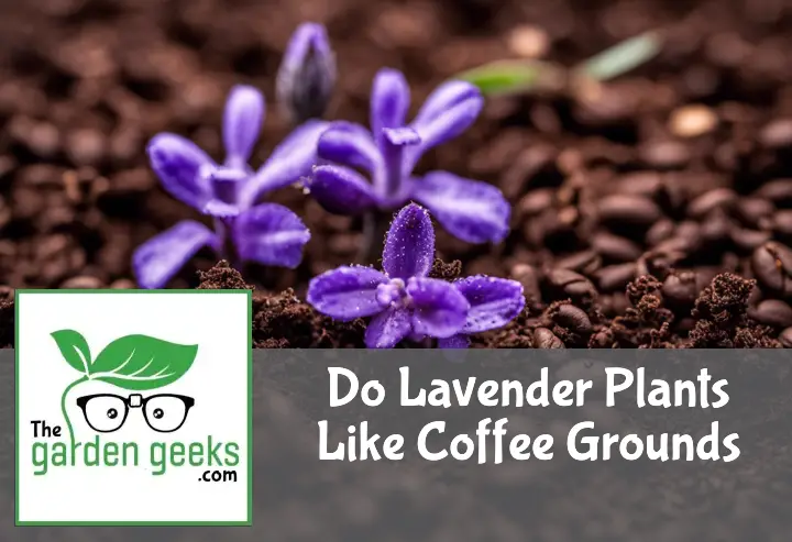 A vibrant lavender plant with purple flowers surrounded by coffee grounds on the soil, in natural light.