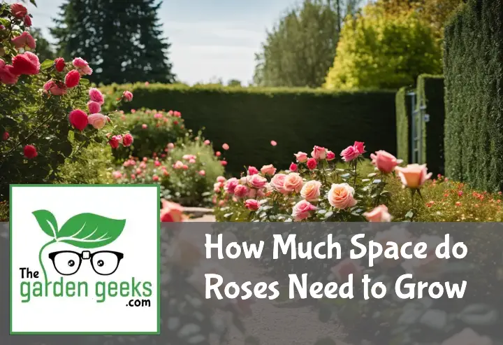 Bright, sunny garden with rose bushes spaced out, a measuring tape between two, emphasizing optimal growth spacing.