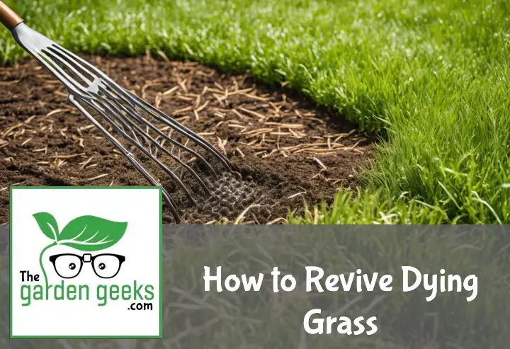 How to Revive Dying Grass