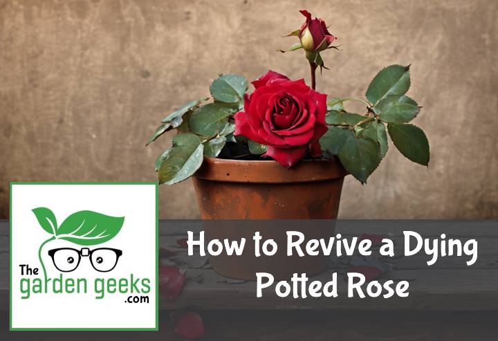 How to Revive a Dying Potted Rose