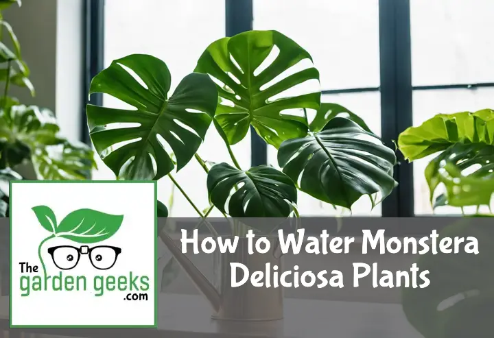 How to Water Monstera Deliciosa Plants