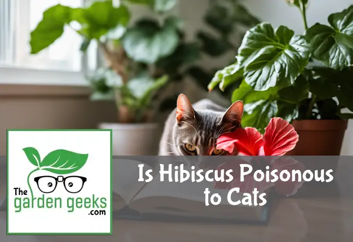 A curious cat sniffs a vibrant hibiscus in a peaceful, well-lit room with an open houseplant guide in the background.