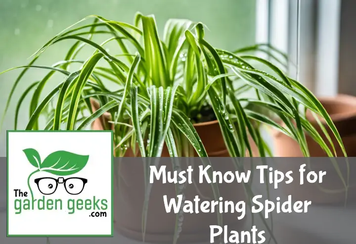 Must Know Tips for Watering Spider Plants