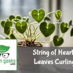String of Hearts plant with curling leaves, a spray bottle, moisture meter, and fertilizer in a well-lit room.