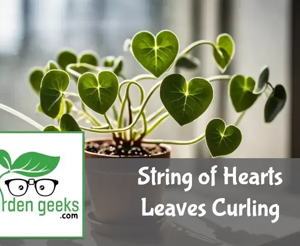 String of Hearts plant with curling leaves, a spray bottle, moisture meter, and fertilizer in a well-lit room.