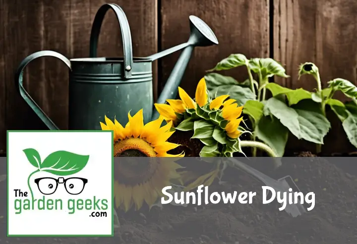 Sunflower Dying? (How to Revive it)