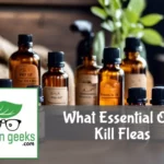 Amber glass bottles of essential oils on a wooden surface, with a pet bed and collar in the background.