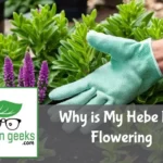 Healthy Hebe plant without blooms, next to gardening gloves, pruning shears, and fertilizer in a garden setting.