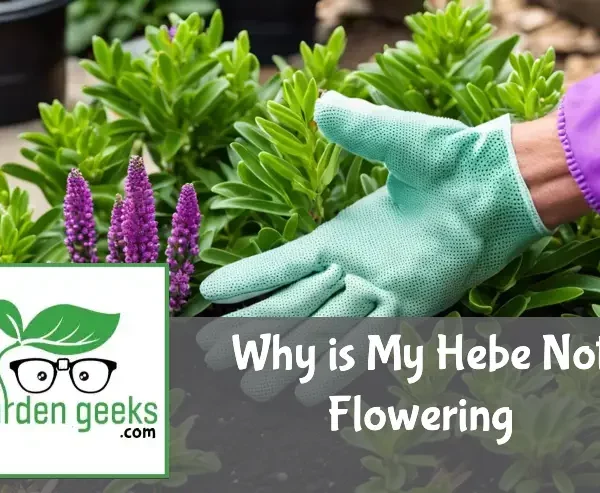 Healthy Hebe plant without blooms, next to gardening gloves, pruning shears, and fertilizer in a garden setting.