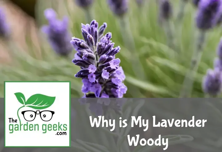 Why is My Lavender Woody?