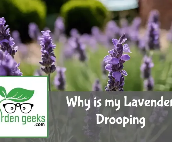 A drooping lavender plant with a watering can and pH testing kit in the foreground, set in a garden.