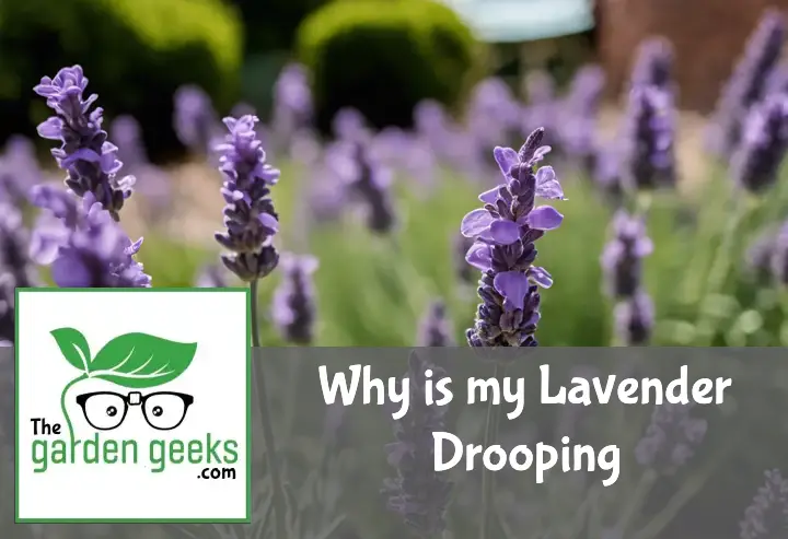 Why is my Lavender Drooping? (The Solution)