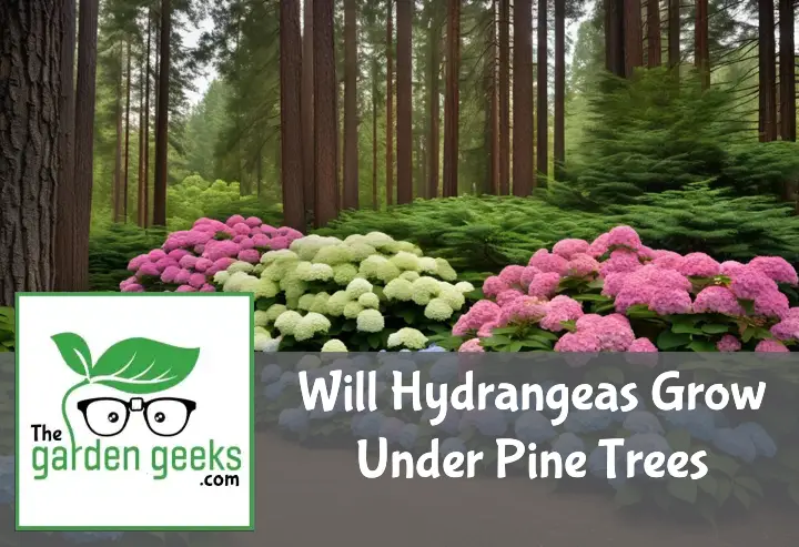 Hydrangea bushes in shades of blue, pink, and purple under pine trees with a ground cover of pine needles.