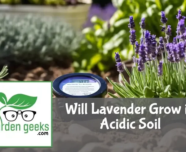 A stressed lavender plant with yellowing leaves next to a pH test kit indicating acidic soil in an outdoor garden setting.