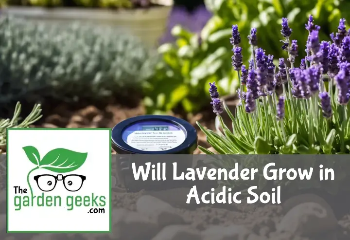 Will Lavender Grow in Acidic Soil?