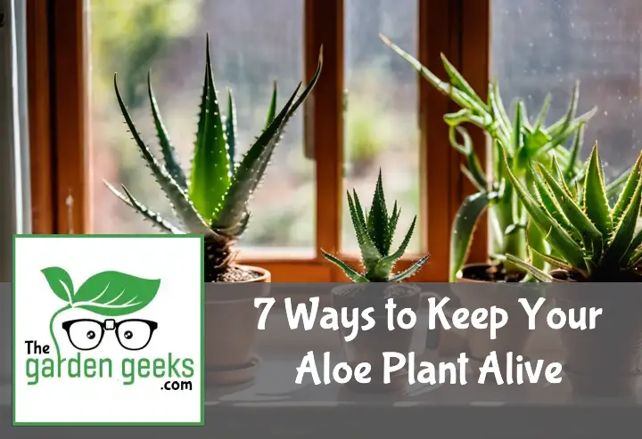 7 Ways to Keep Your Aloe Plant Alive (Indoors)