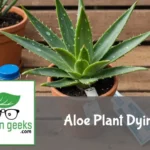 "A distressed aloe vera plant on a table, surrounded by remedies including water, soil mix, fertilizer, pruning shears and a healthy plant."