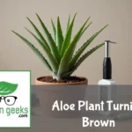 "Aloe vera plant with brown, wilting leaves in a ceramic pot on a wooden surface, surrounded by gardening tools and plant food."