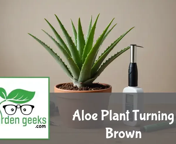 "Aloe vera plant with brown, wilting leaves in a ceramic pot on a wooden surface, surrounded by gardening tools and plant food."