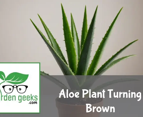 "Aloe vera plant with browning leaves on a neutral background, next to a bottle of plant food and a moisture meter."