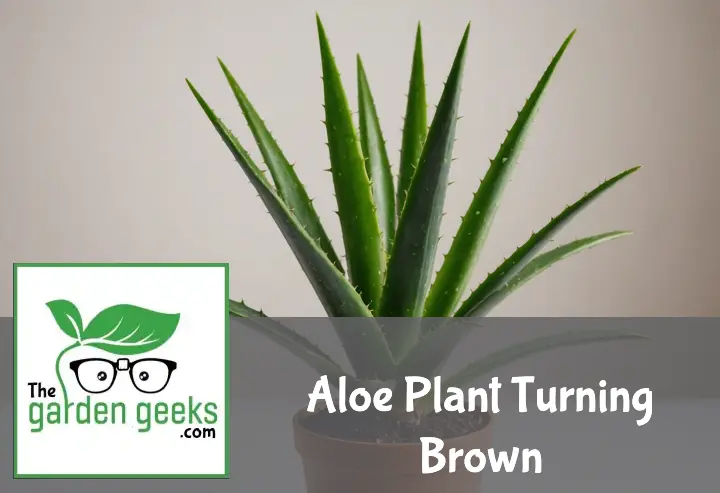 Aloe Plant Turning Brown? (How to Save it)