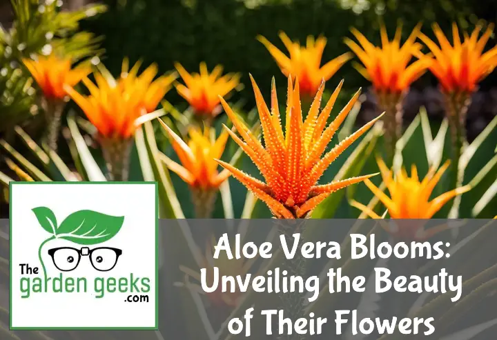 Aloe Vera Blooms: Unveiling the Beauty of Their Flowers
