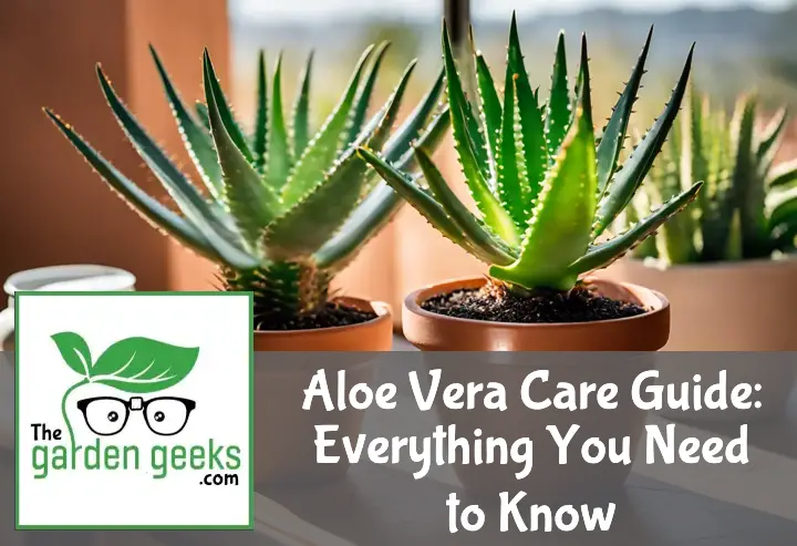 Aloe Vera Care Guide: Everything You Need to Know