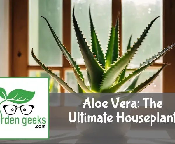 Aloe vera plant on a window sill, bathed in sunlight, surrounded by minimalistic decor.