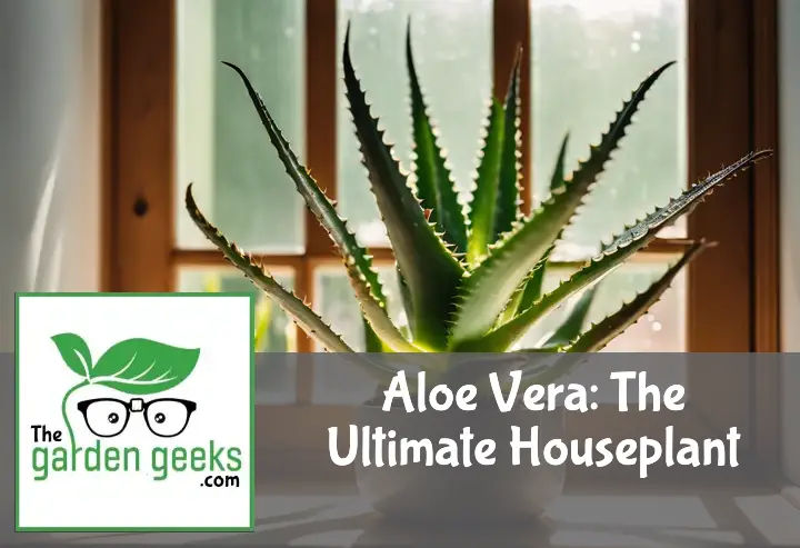 Aloe Vera: The Ultimate Houseplant