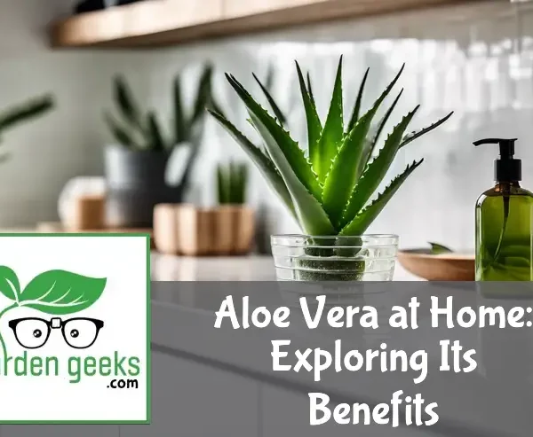 Aloe vera plant on a kitchen counter with cut leaves and natural skincare products, illuminated by soft daylight.