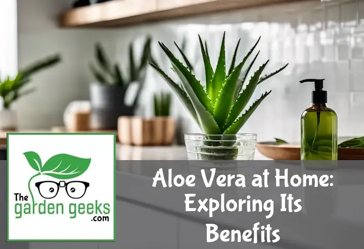 Aloe vera plant on a kitchen counter with cut leaves and natural skincare products, illuminated by soft daylight.