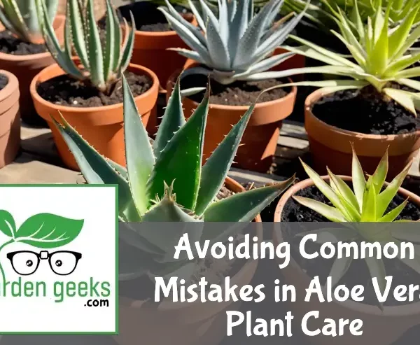Healthy aloe vera plants contrast with distressed ones showing overwatering, sunburn, and poor soil on a wood surface.