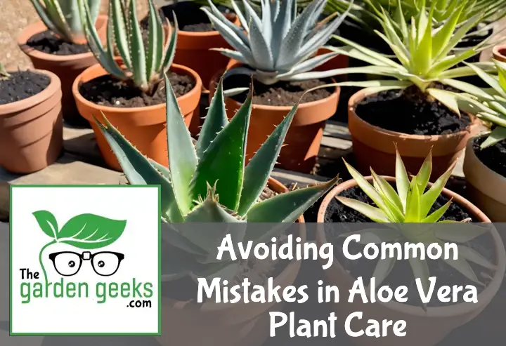 Healthy aloe vera plants contrast with distressed ones showing overwatering, sunburn, and poor soil on a wood surface.