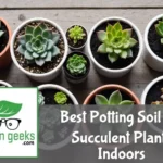 "Various succulent plants in different pots with diverse soil types, a trowel, and a bag of perlite."