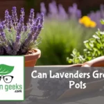 "A blooming lavender plant in a terracotta pot on a wooden table outdoors, with gardening tools nearby."