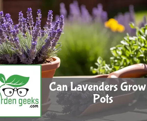 "A blooming lavender plant in a terracotta pot on a wooden table outdoors, with gardening tools nearby."