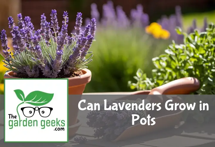 "A blooming lavender plant in a terracotta pot on a wooden table outdoors, with gardening tools nearby."