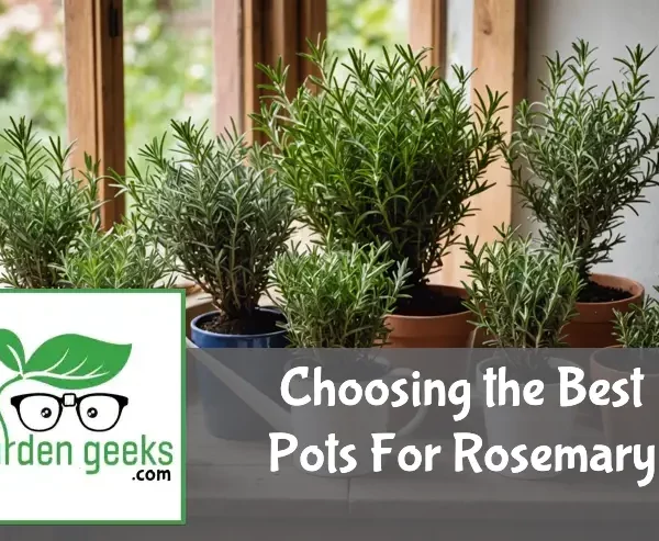 "Rosemary plants in various pots on a rustic table, with garden tools and a watering can in the background."