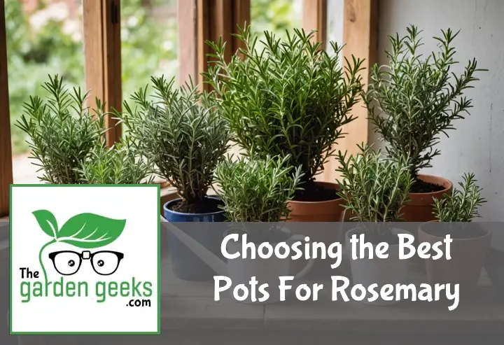 "Rosemary plants in various pots on a rustic table, with garden tools and a watering can in the background."