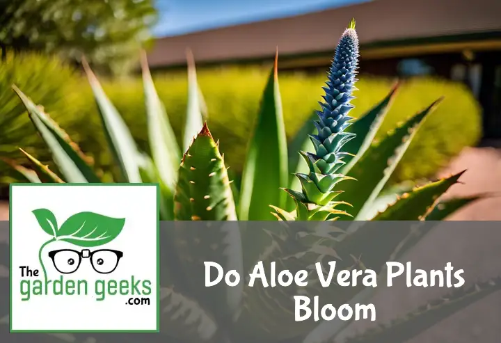 A mature aloe vera plant with a tall flower stalk and vibrant blooms, surrounded by thick leaves in a sunny garden.