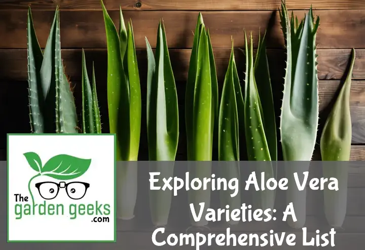 A collection of Aloe Vera varieties on a wooden table, showcasing diverse leaf shapes and colors in natural light.