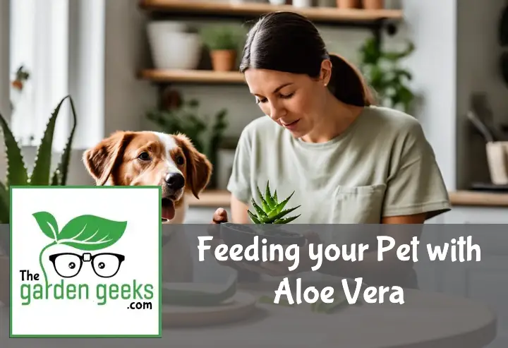 Feeding your Pet with Aloe Vera? Essential Information for Pet Owners