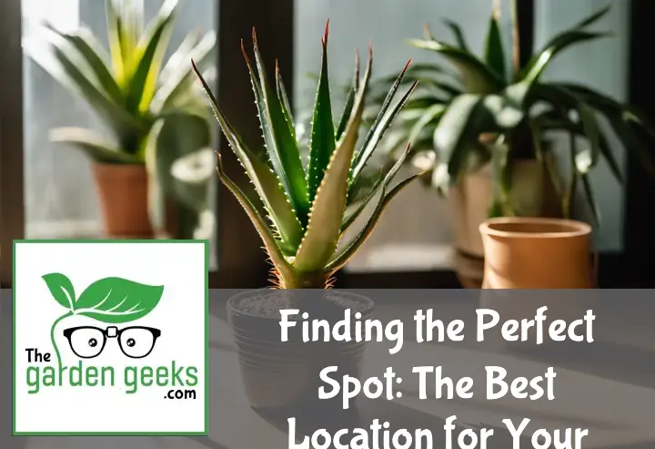 Finding the Perfect Spot: The Best Location for Your Aloe Vera Plant