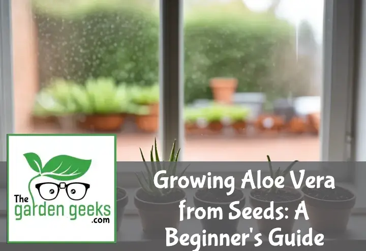 Growing Aloe Vera from Seeds: A Beginner’s Guide