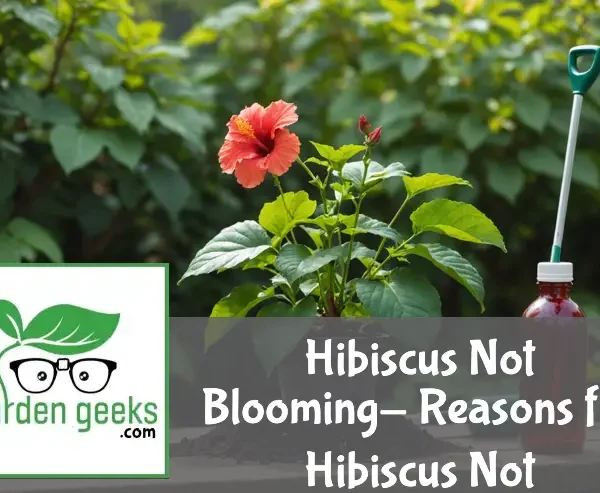 "Lush hibiscus plant with green leaves and empty branches, gardening tools, soil pH tester, and plant food in the background."