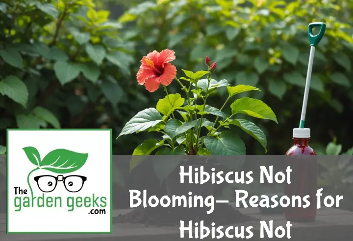 "Lush hibiscus plant with green leaves and empty branches, gardening tools, soil pH tester, and plant food in the background."